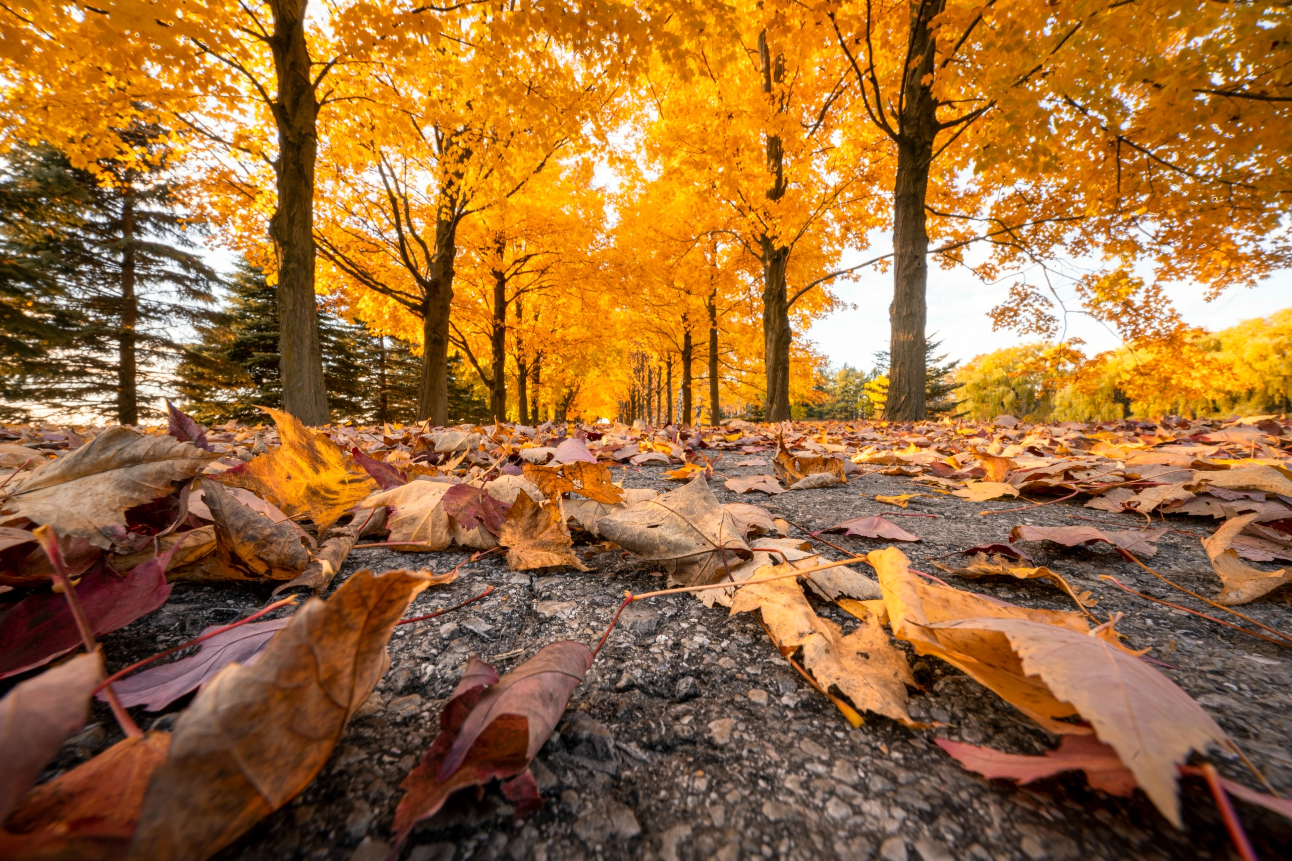 Autumn Leaves