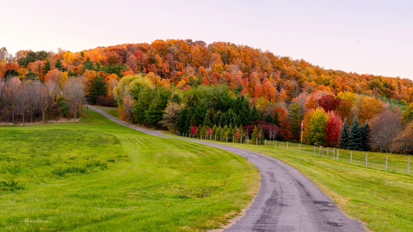 Fall Colors